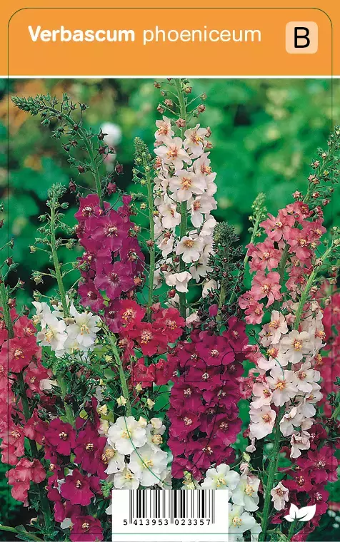 V.I.P.S. Verbascum phoeniceum - Toorts p9