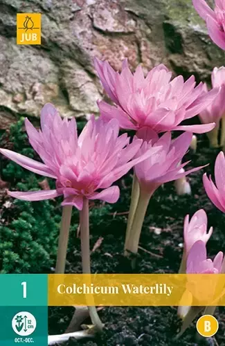 X 1 Colchicum Waterlily