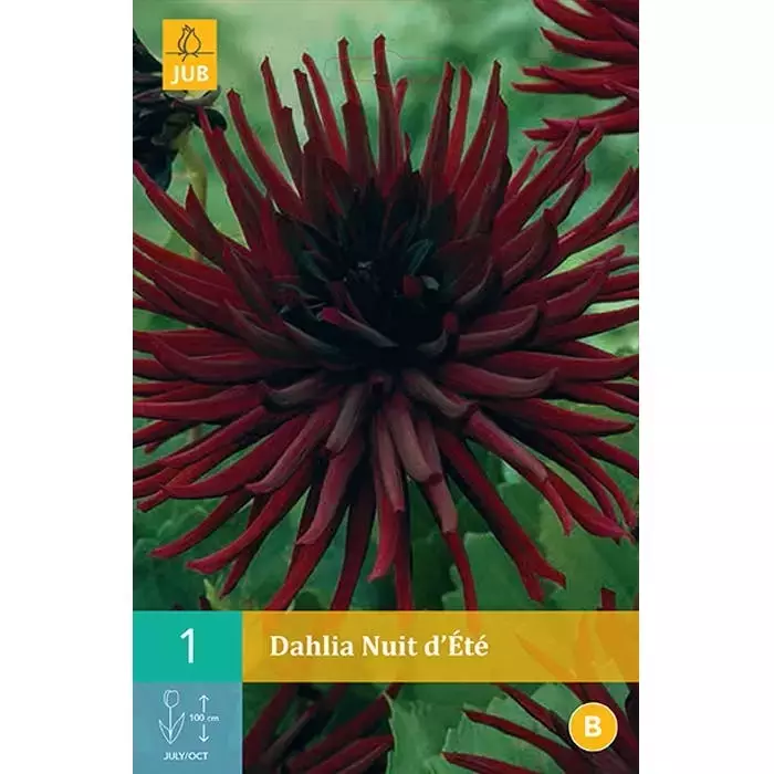 1 Dahlia Nuit D'Ete