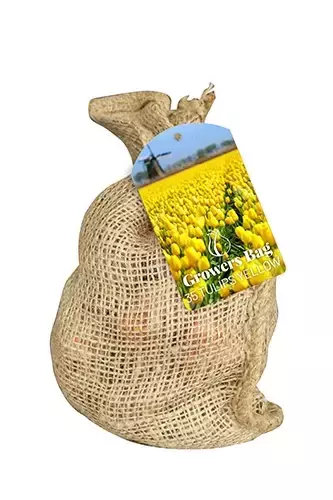 X 1 Zak Growers Bag Yellow Tulips