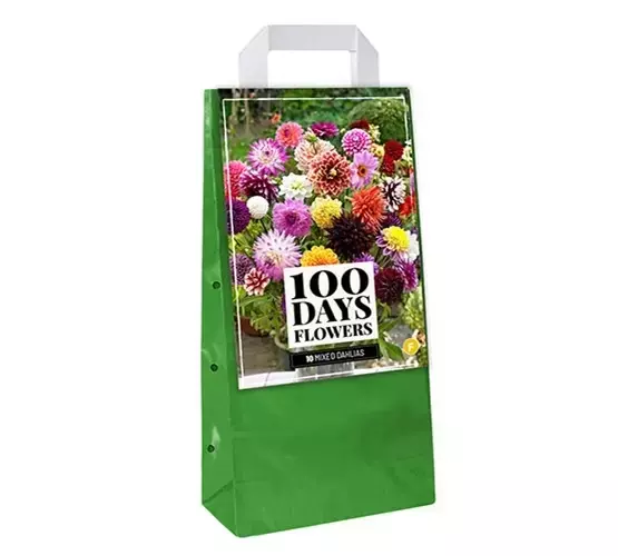 10 Dahlia Gemengd In Een Draagtas