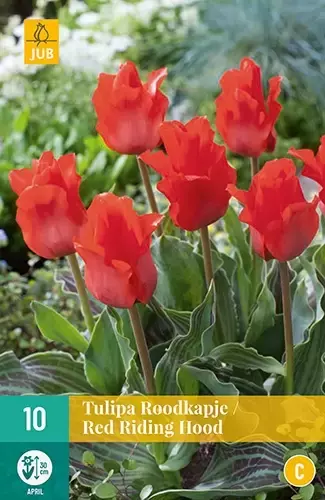 X 10 Tulipa Red Riding Hood