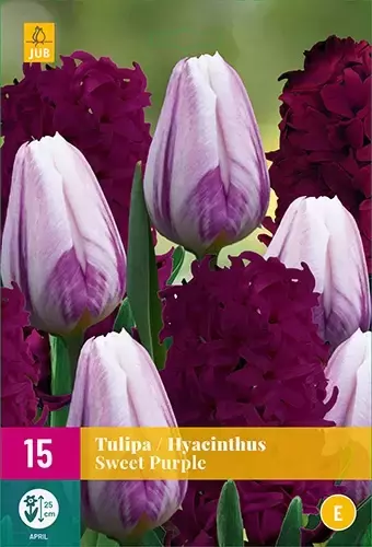 X 15 Tulipa/Hyacinthus Sweet Purple