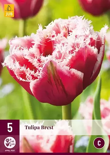 X 5 Tulipa Brest
