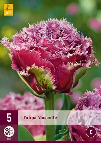 X 5 Tulipa Mascotte