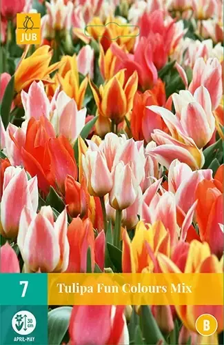 X 7 Tulipa Fun Colours