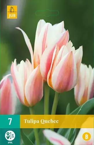 X 7 Tulipa Quebec